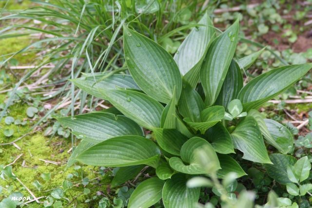hosta